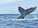  Фототур "Охота за китами в Баренцевом море"